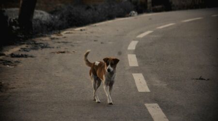 chien