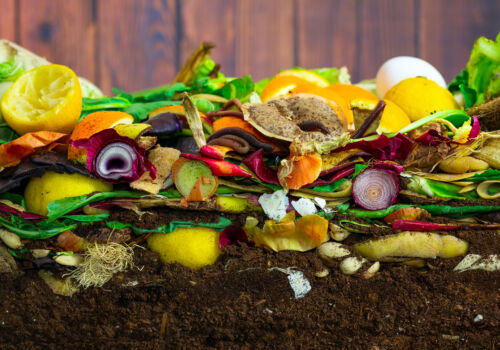 earthwoms living in a colorful compost heap